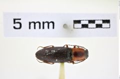 Foto (Dorsalansicht) von Brownia signaticollis (Melsheimer, 1846) (NHMW-ZOO-COL-0008401)